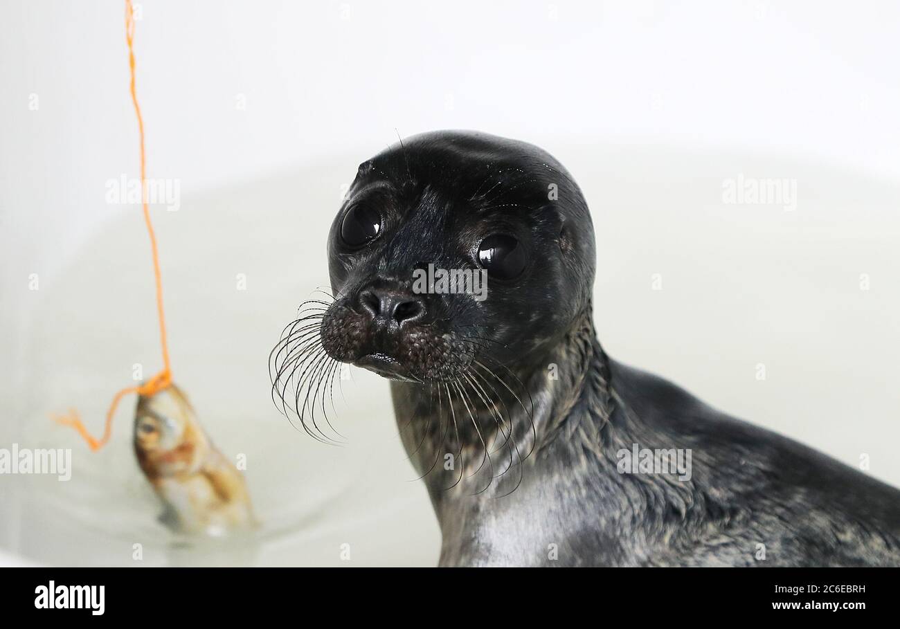 Ein verwaister Robbenjunge namens 'Stellar' nimmt an der 'Fischschule' bei Seal Rescue Ireland in Courtown, Co. Wexford Teil. Die Wohltätigkeitsorganisation, die von der irischen Küste aus kranke, verletzte oder verwaiste einheimische Robben rettet, rehabilitiert und freilässt, verwendet Upcycling-Neoprenanzüge oder "Wetsuit Mammas", um geretteten Welpen Trost zu spenden. Stockfoto