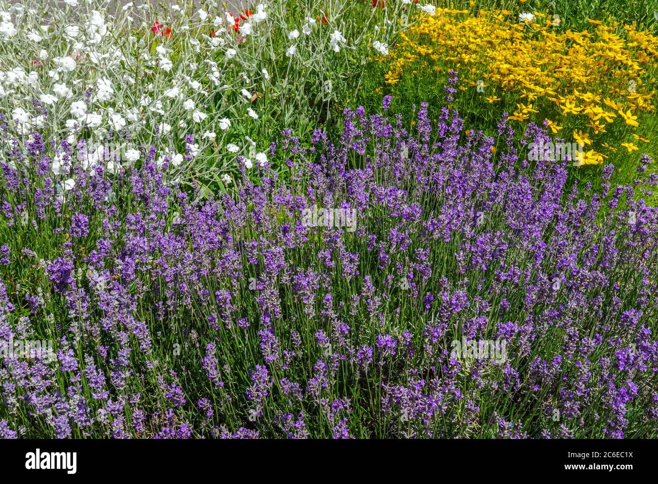 Juli Blumenbeet Grenze Lavendel coreopsis weiße Rose campion Cottage Garten Stockfoto