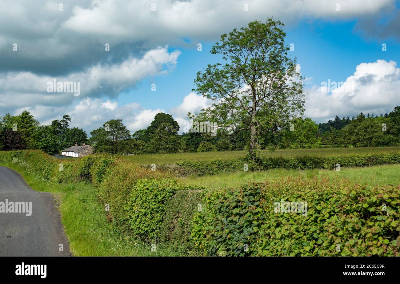 Blick in Richtung Throstle Nest, Chipping, Preston, Lancashire. Stockfoto
