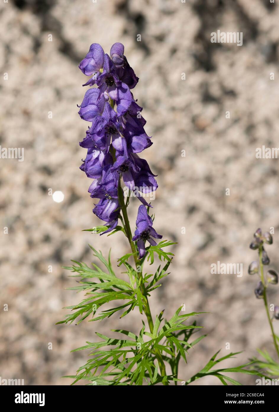 Delphinium, Chipping,Preston,Lancashire, England, North West, Großbritannien. Stockfoto