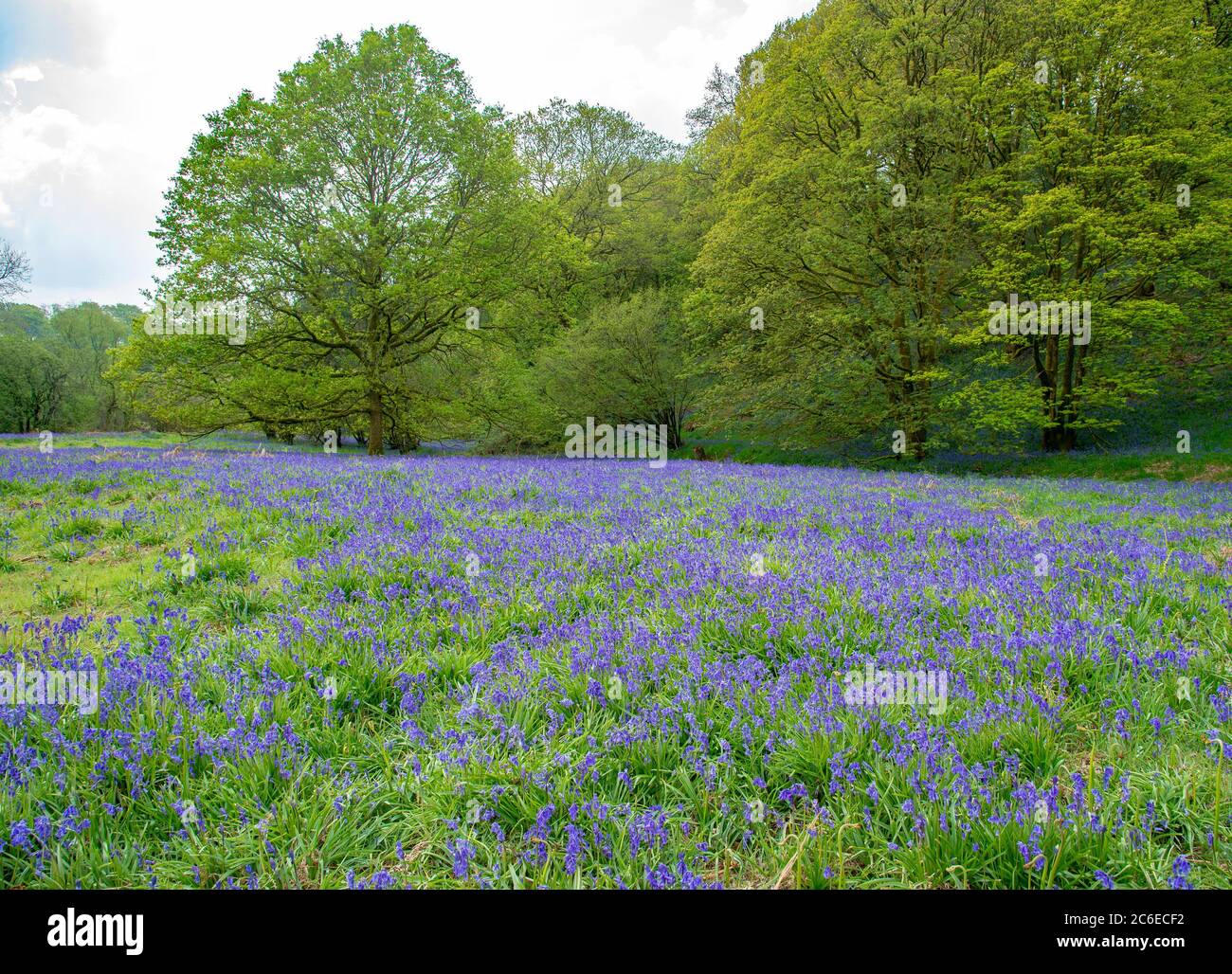 Bluebells at Brock Bottoms, Claughton, Preston, Lancashire, England, Vereinigtes Königreich. Stockfoto