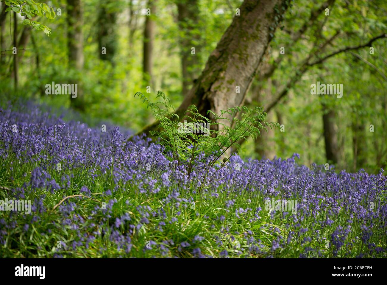 Bluebells at Brock Bottoms, Claughton, Preston, Lancashire, England, Vereinigtes Königreich. Stockfoto