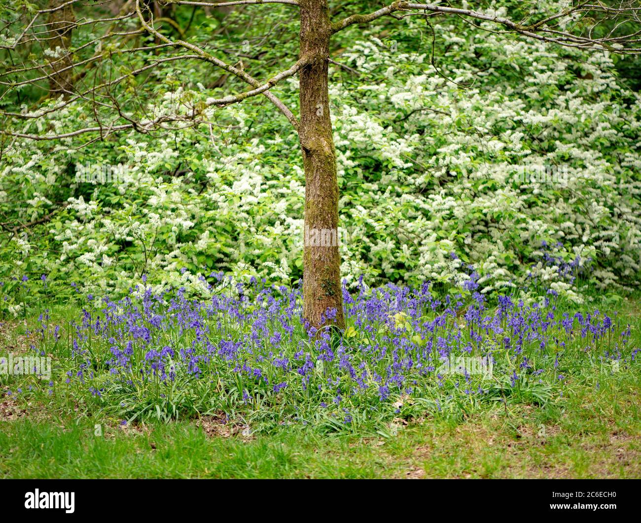 Bluebells at Brock Bottoms, Claughton, Preston, Lancashire, England, Vereinigtes Königreich. Stockfoto