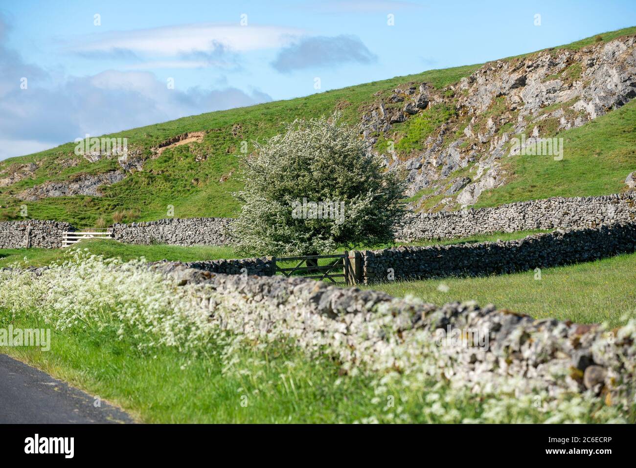 Mai blühen im Frühling, Whitewell, Clitheroe, Lancashire. Stockfoto