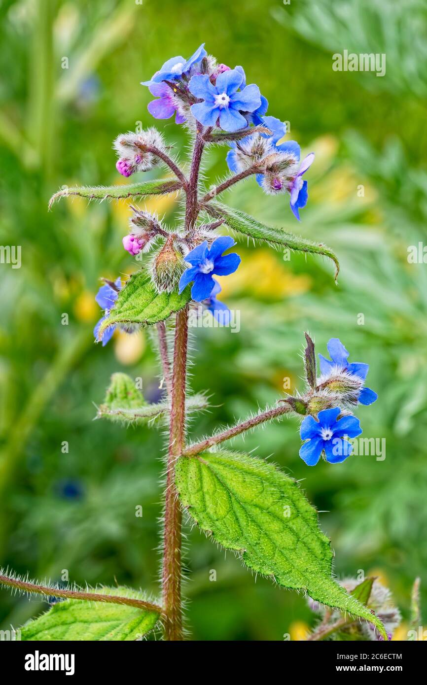 Leuchtend blaue Blüten der grünen Alkanet-Pflanze. Mit behaarten Stangen und Blättern, die in der Frühlingssonne wachsen. Stockfoto