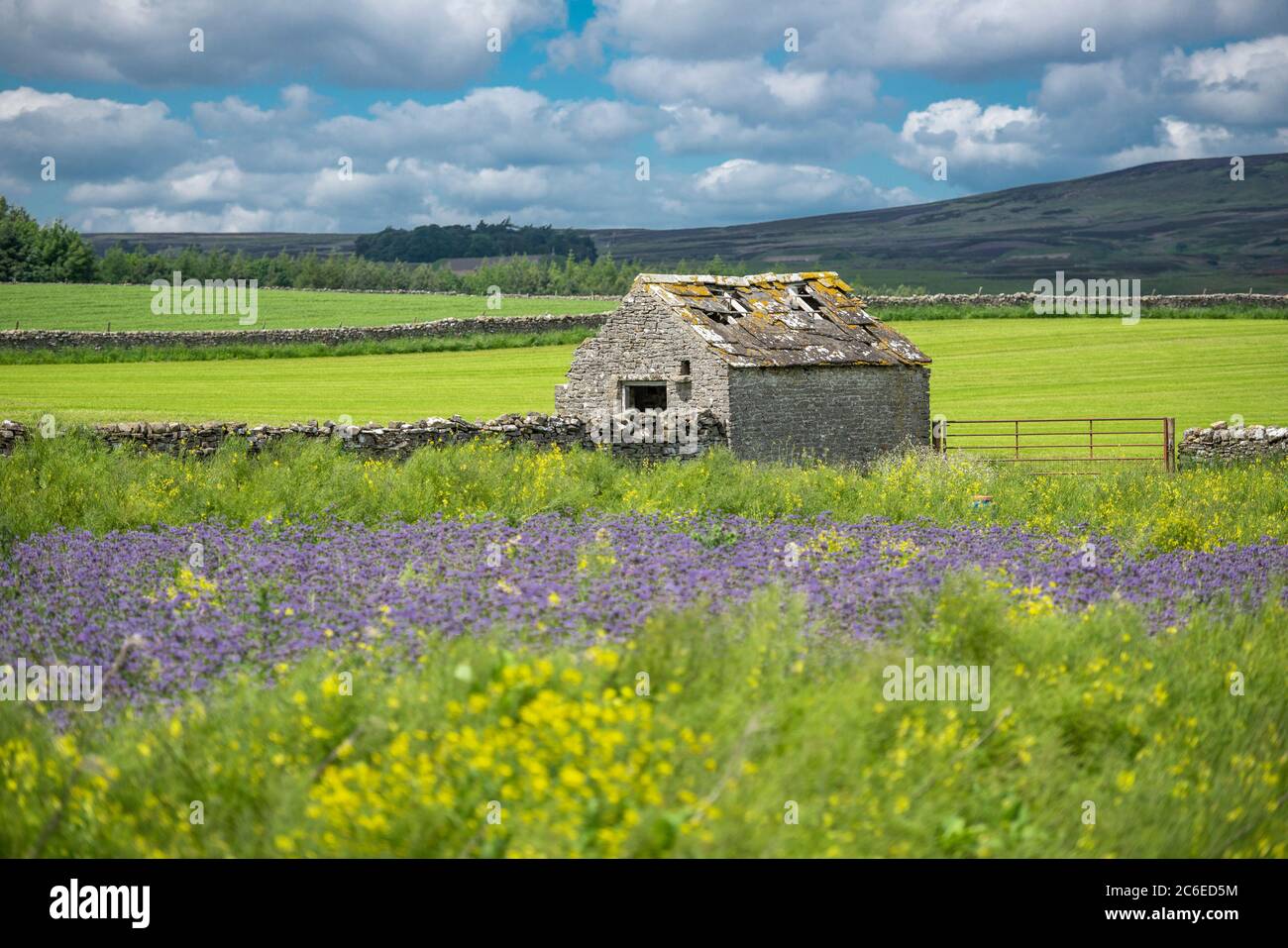 Steinerne Scheune und Phacelien, Leyburn, North Yorkshire. Stockfoto