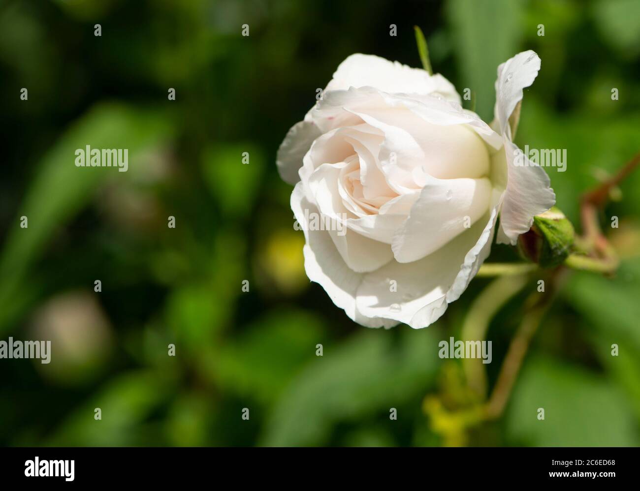 Teesrose, Chipping, Preston, Lancashire, Großbritannien Stockfoto