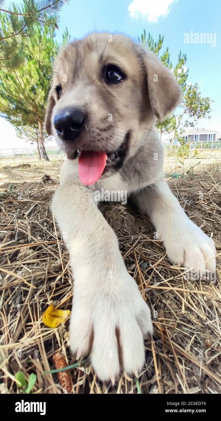 Welpe, Anatolischer Schäferhund. Nahaufnahme Porträt…Anatolischer Schäferhund Puppe spielt im Garten. Stockfoto