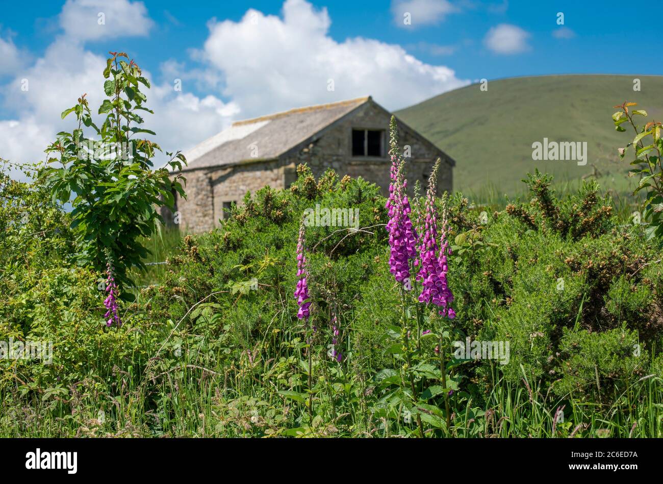 Stone Barn, Chipping, Preston, Lancashire, England, Vereinigtes Königreich. Stockfoto