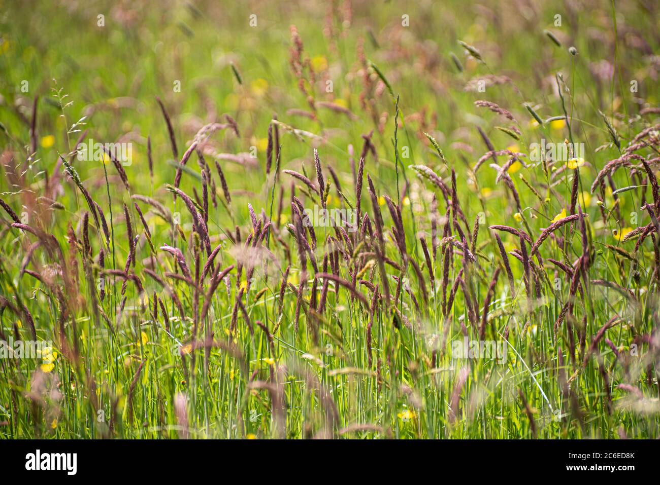 Grass Field close-up, Chipping, Preston, Lancashire, England, Großbritannien. Stockfoto