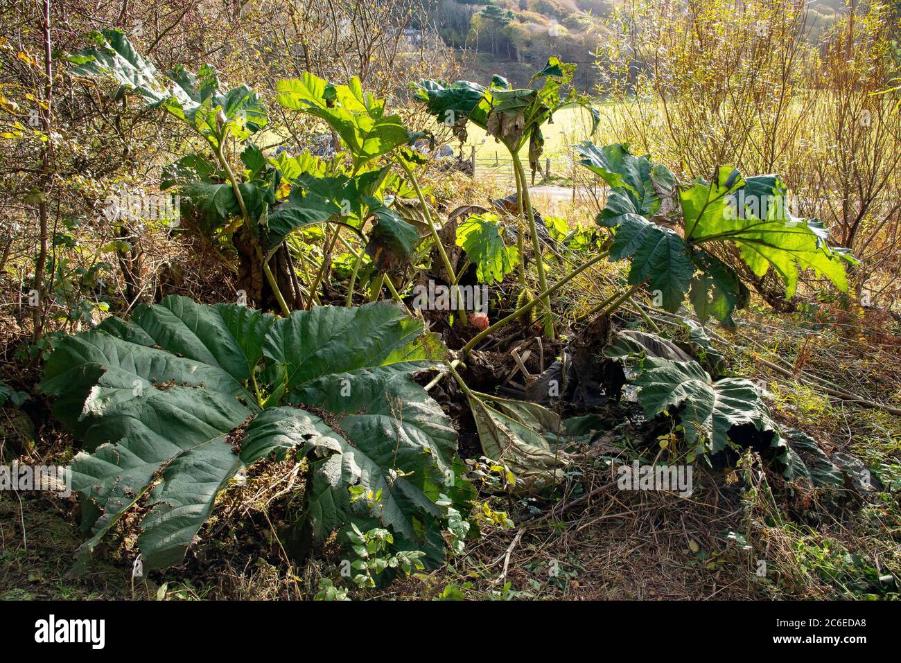 Gunnera tinctoria, Riesenrhabarber eine einheimische Pflanze in Südamerika. Die Pflanze ist in den meisten europäischen Ländern zu einer äußerst invasiven Pflanze geworden. Calgary Bay Stockfoto