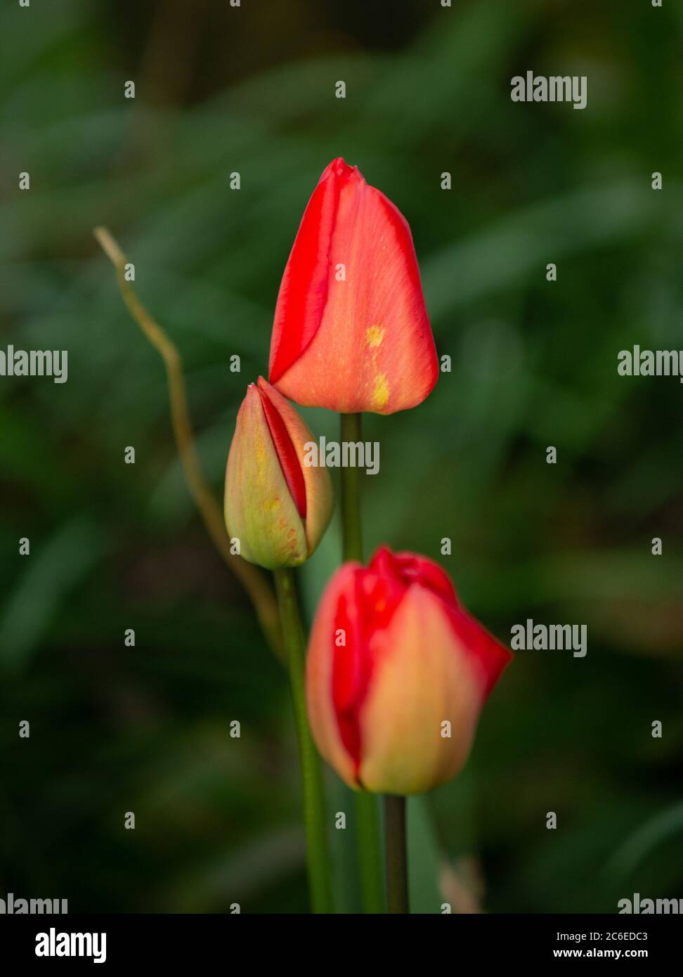 Rote Gartentulpen im Garten, Chipping, Preston, Lancashire. GROSSBRITANNIEN. Stockfoto