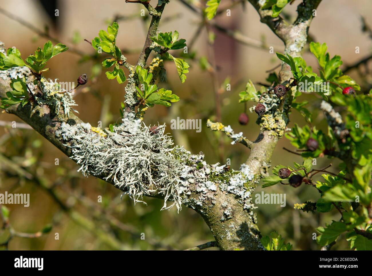 Eichenmoos Flechten auf einer Dornenhecke, Chipping, Preston, Lancashire, UK Stockfoto