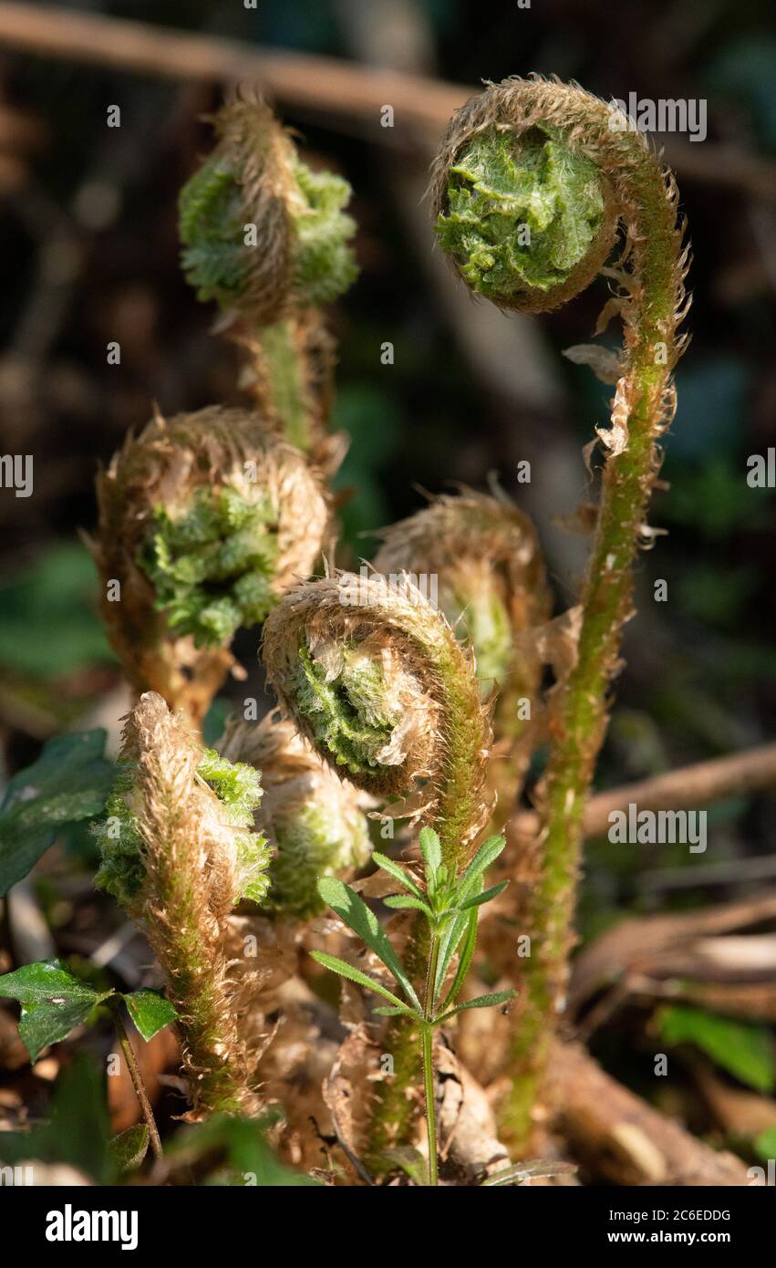 In einer Hecke wachsende Farne, Chipping, Preston, Lancashire, Großbritannien Stockfoto