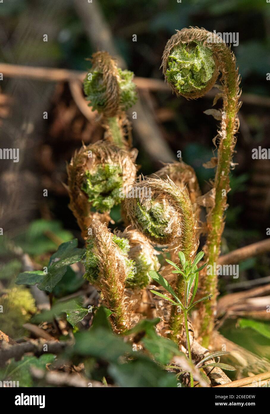 Farne in der hecke -Fotos und -Bildmaterial in hoher Auflsung  Alamy
