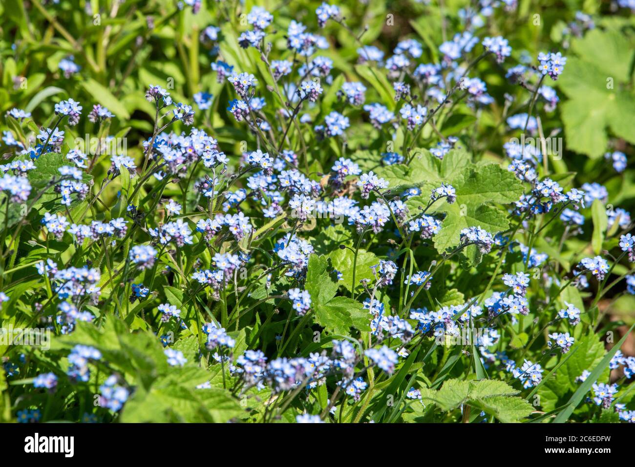 Wood Forget-Me-Not, Chipping, Preston, Lancashire, Großbritannien Stockfoto