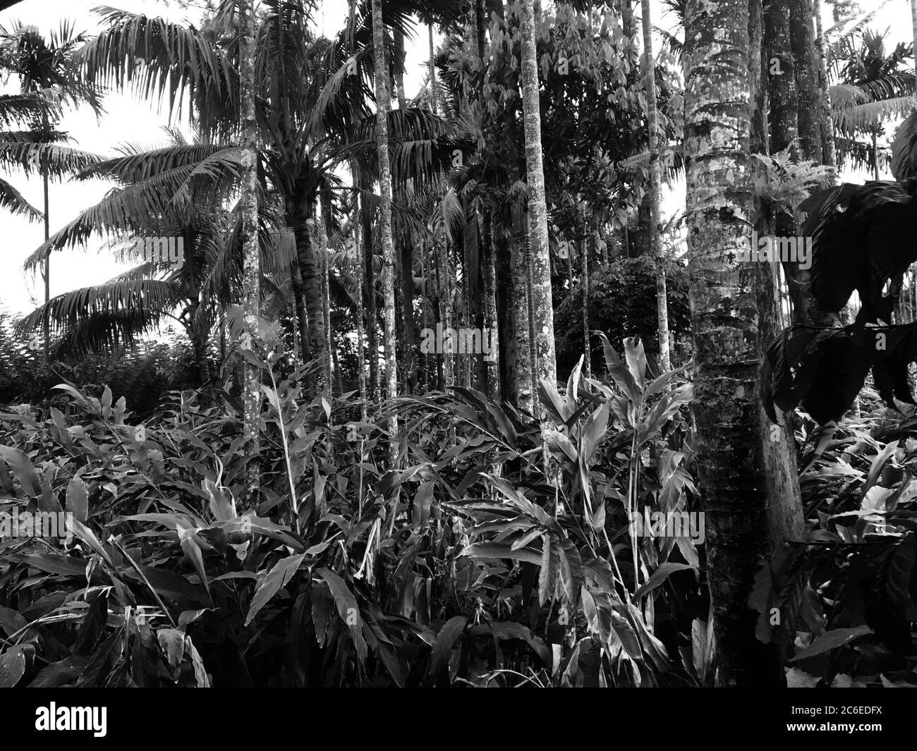 Bambusbäume in kerala, Indien Stockfoto