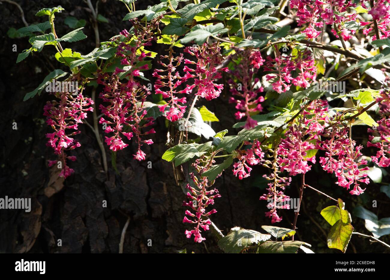 Rote blühende Johannisbeere, Chipping, Preston, Lancashire, England, Großbritannien. Stockfoto