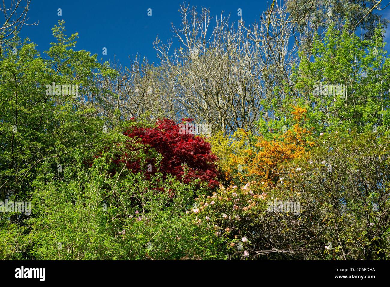 Blauer Himmel und Frühlingsblätter , Chipping, Preston, Lancashire, Großbritannien Stockfoto