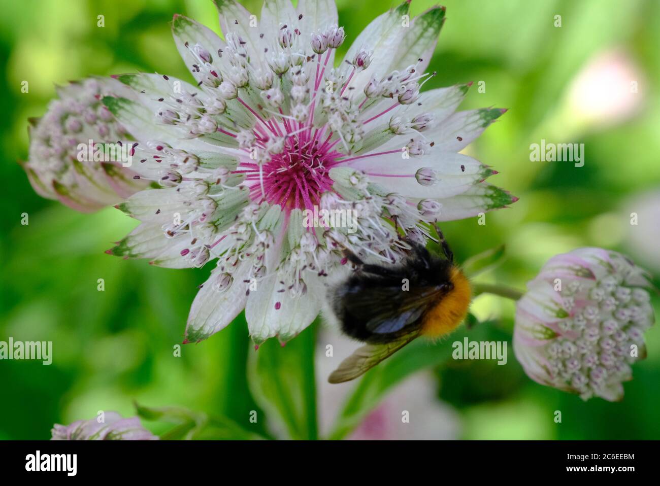 Cheshire, England, Astratia Major, Familie, Apliaceae, Gattung, Astratia, Klumpen Bilden, Blühende Pflanze, Schatten, Entomophilous, Mehrjährige. Stockfoto