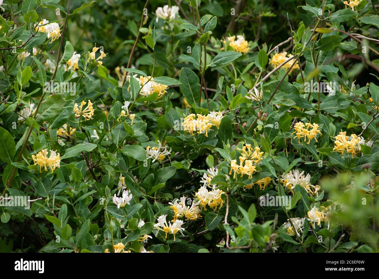 Geißblatt in einer Hecke, Chipping, Lancashire. Stockfoto