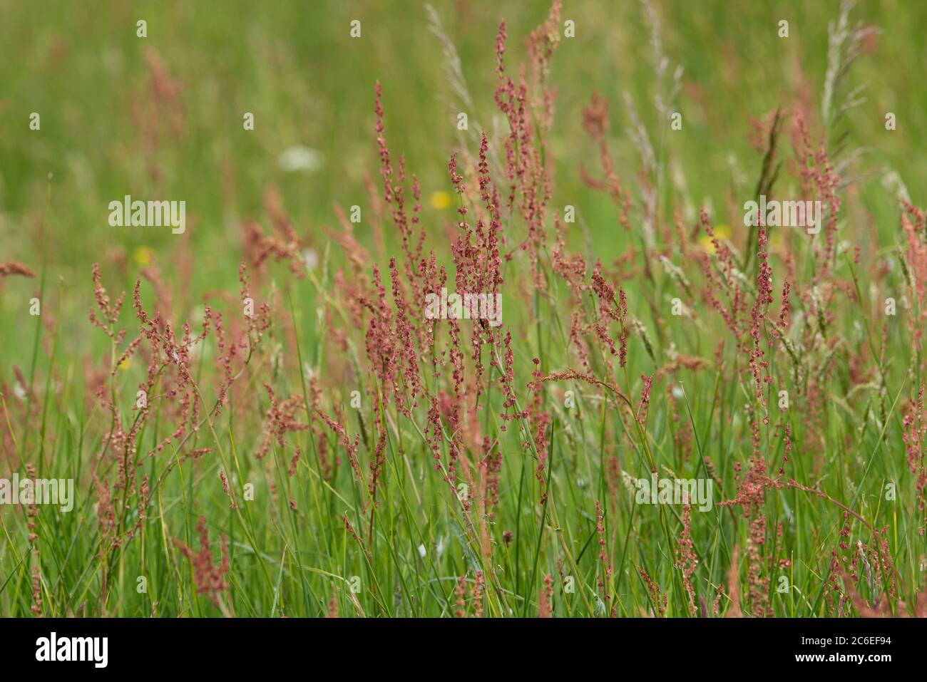 Gemeiner Schafsstrauch, Chipping, Preston, Lancashire, Großbritannien Stockfoto