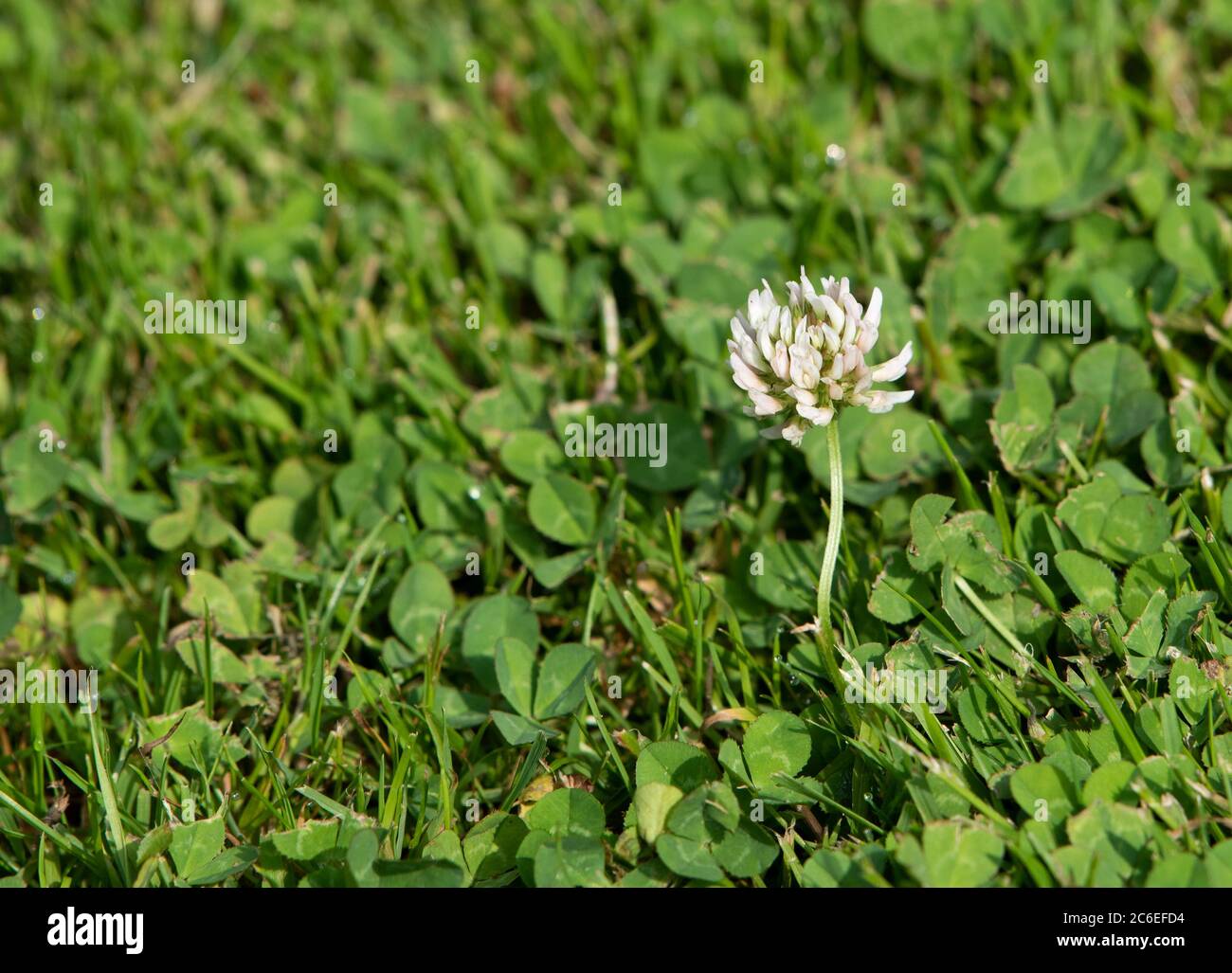 Weiße Kleeblatt Blume, Chipping, Preston, Lancashire, England, Vereinigtes Königreich. Stockfoto