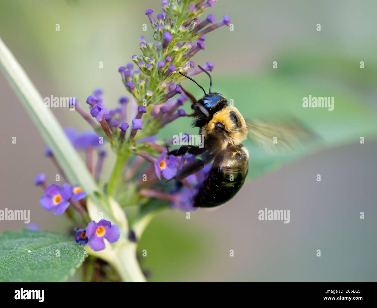 Schwarze und gelbe Hummel bestäubt auf einer lila Schmetterling Busch Blume mit ihren Flügeln summend. Insekten in der Natur aus nächster Nähe in Makrofotografie Stockfoto