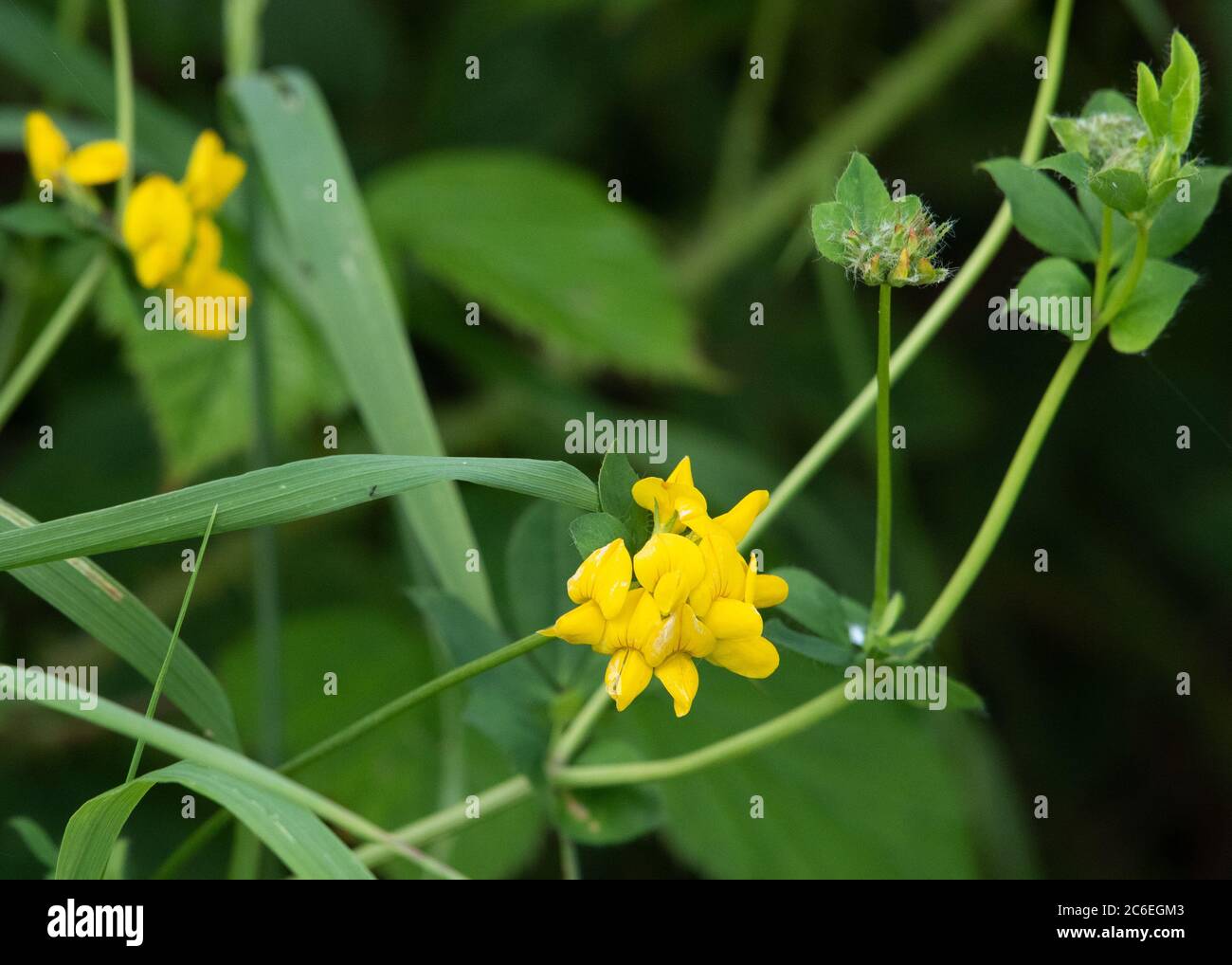 Vogelfußtrefoil, Chipping, Preston, Lancashire, Großbritannien Stockfoto