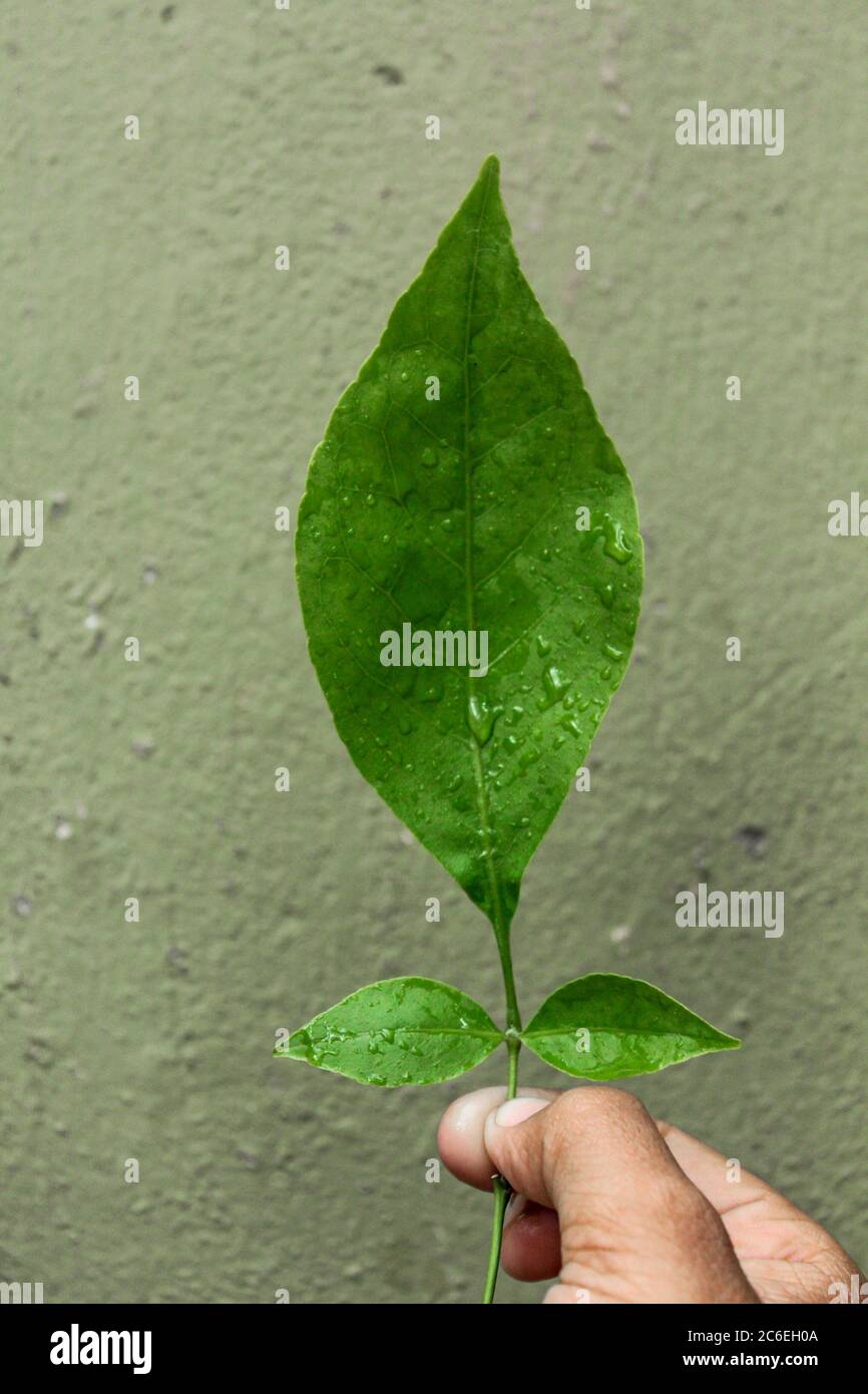 Foto von grünem Blatt Stockfoto