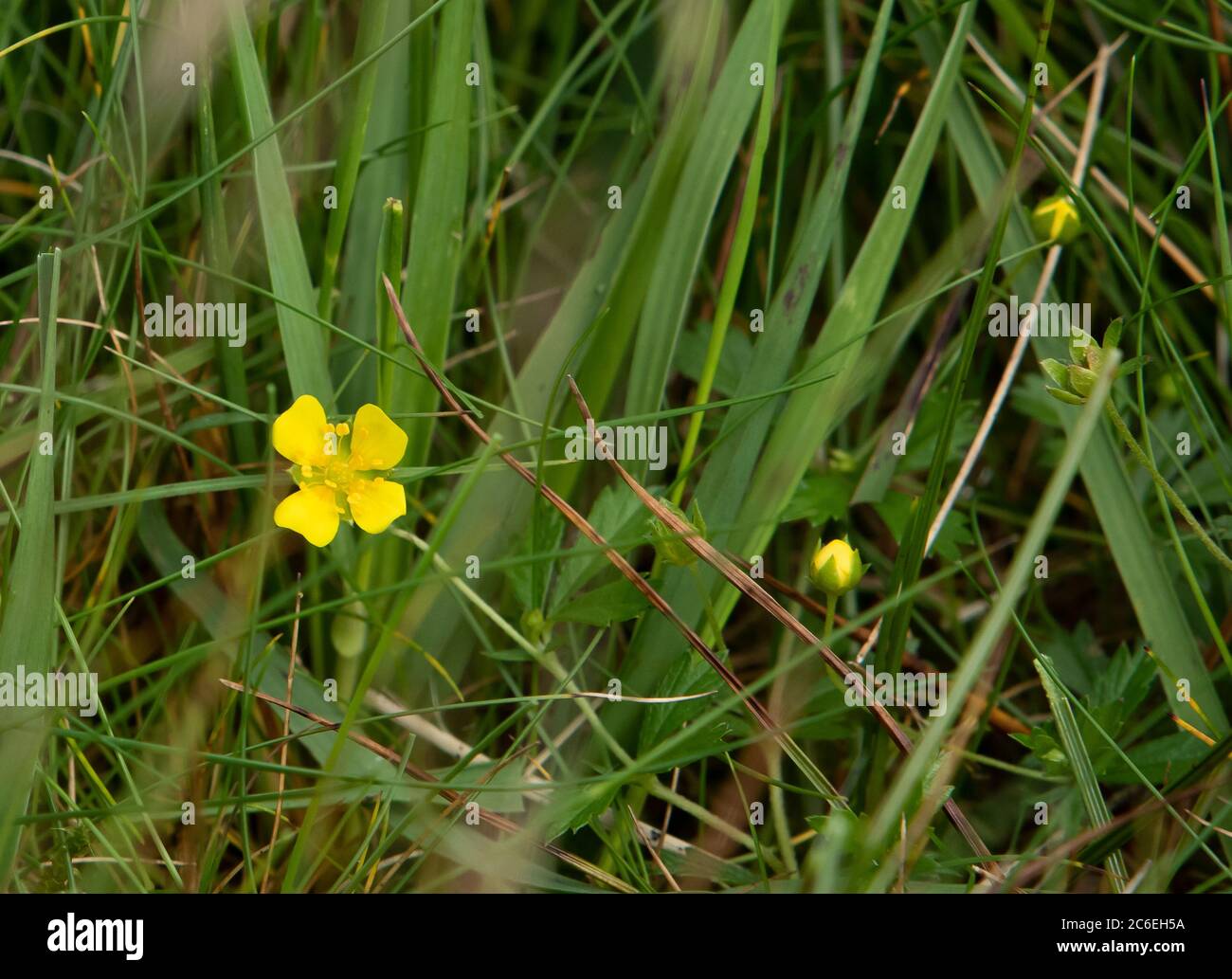 Eine gewöhnliche Steinkohlblüte, Chipping, Preston, Lancashire, England, Großbritannien Stockfoto