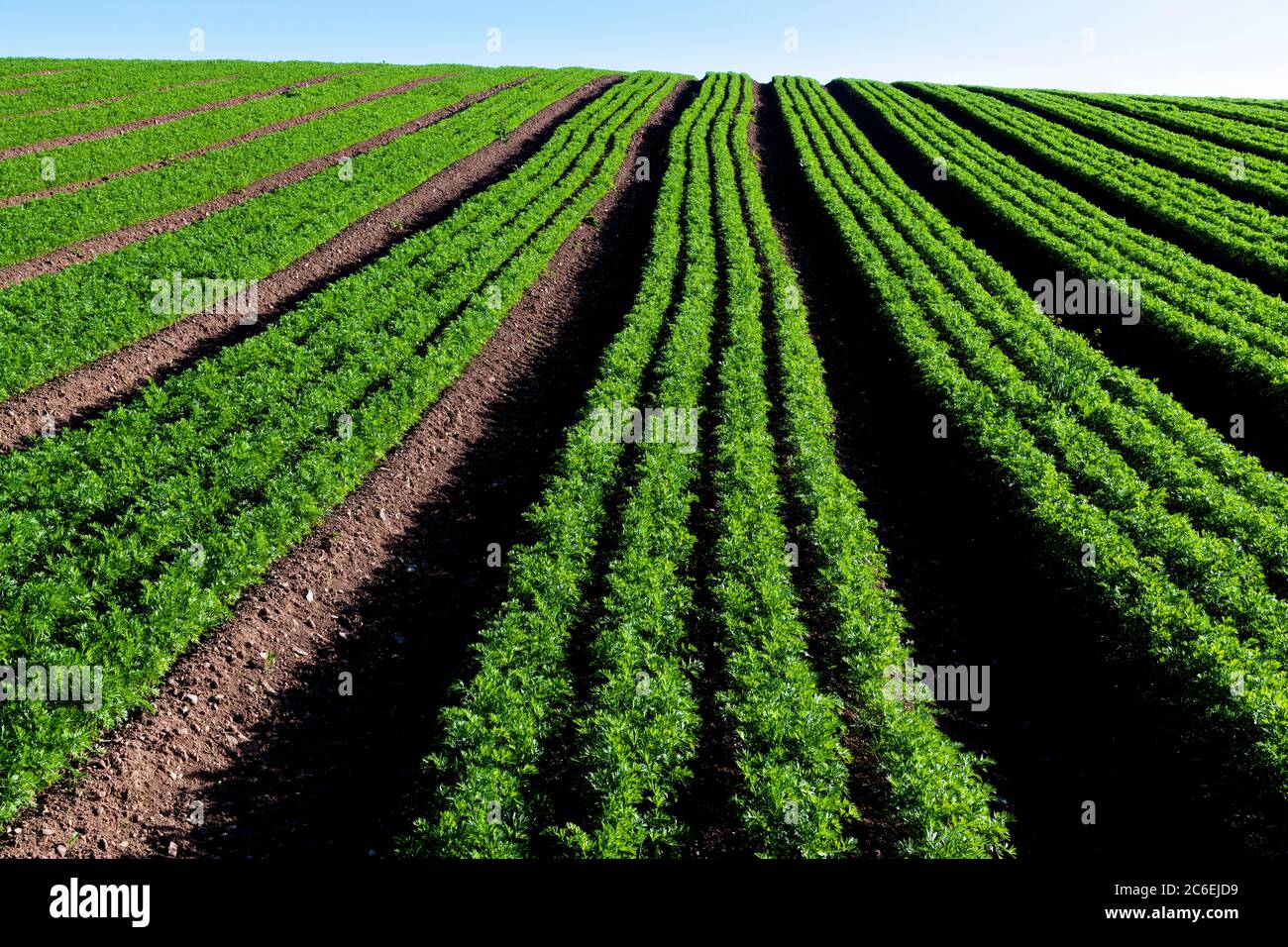 Reihen von Karotten, die auf einem Feld wachsen Stockfoto