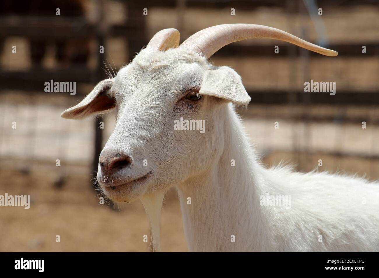 Nahaufnahme. Ziege auf Alpaca Farm in der Nähe von Mizpe Ramon. Israel Stockfoto