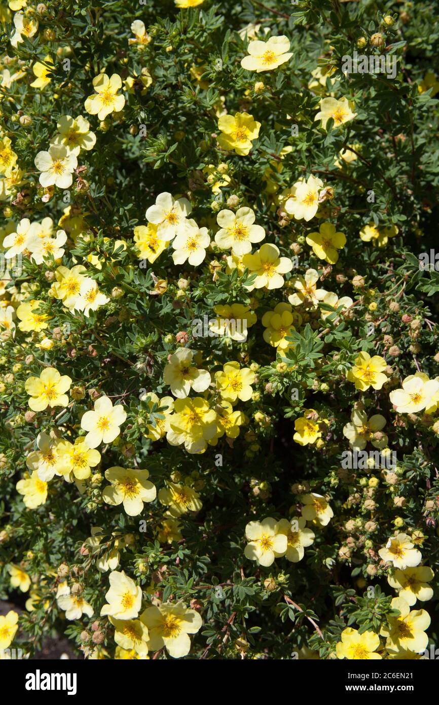 Eine Strauchpflanze Cinquefoil Pflanze auch bekannt als Strauchpflanze Five Finger oder Widdy Stockfoto