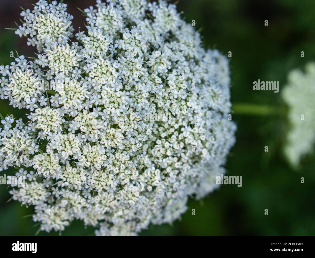 Daucus carota subsp. Sativus Stockfoto