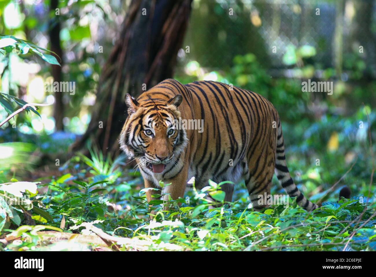 Der malaiische Tiger in dieser Gefangenschaft. Stockfoto