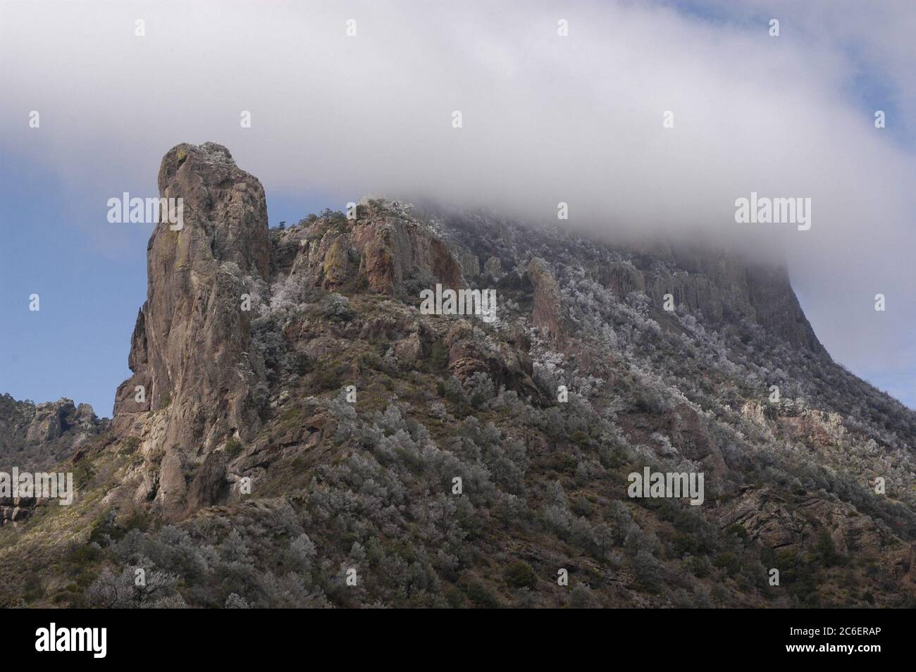 Big Bend National Park, Texas, USA, März 2005: Ein Eissturm im Frühling umhüllt die immergrünen Bäume auf dem Casa Grande Peak im Gebiet des Chisos Mountains Basin im Big Bend National Park. ©Bob Daemmrich Stockfoto