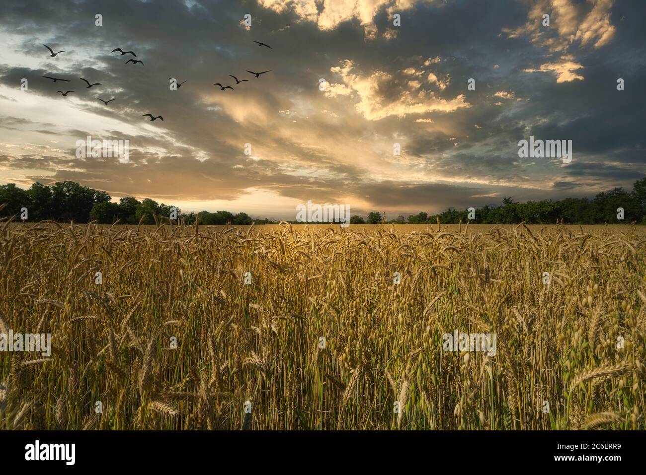 Ein Feld mit Gerste in den Sonnenuntergang eines Sommertages kultiviert Stockfoto
