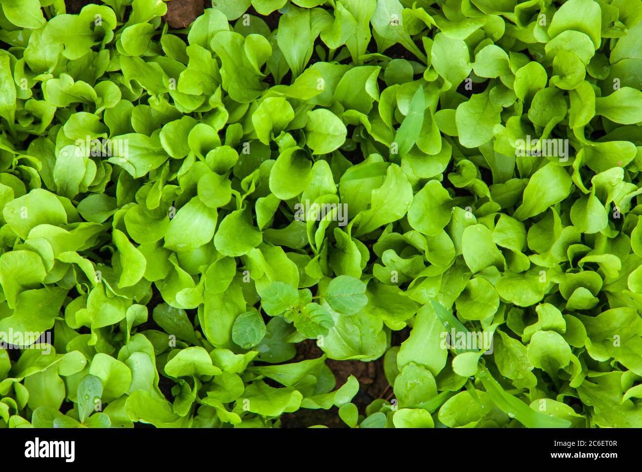 Junge Salatpflanzen wachsen in einem nachhaltigen Garten Stockfoto