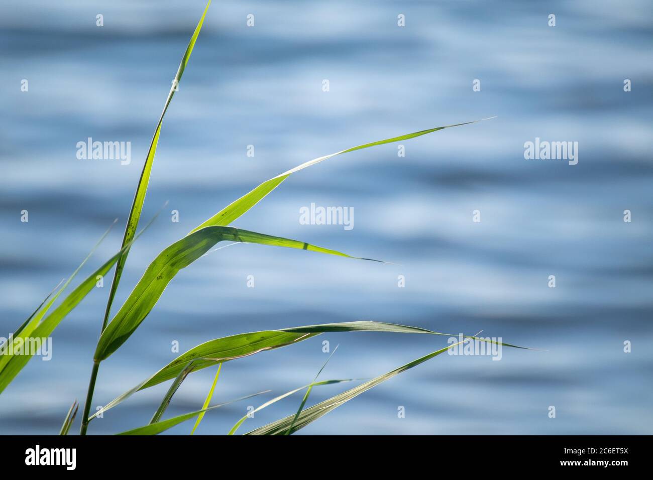 Grünes Gras auf reinem blauen Wasser Hintergrund. Sommer Natur Entspannung am Fluss. Nahaufnahme von Grün mit heller Sonne und Wellen auf dem Wasser Stockfoto