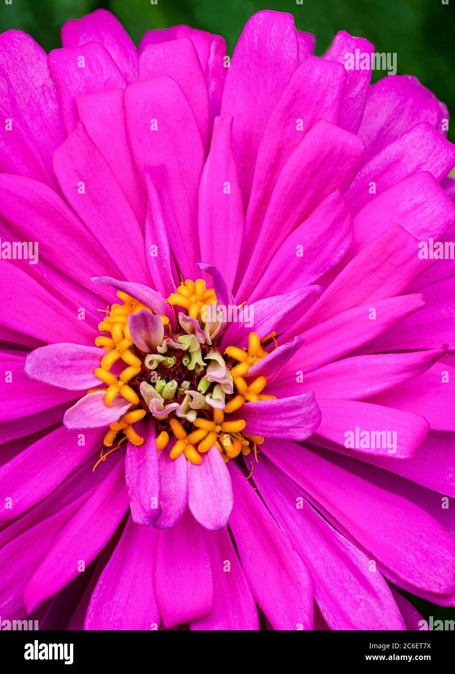 Nahaufnahme des Zentrums der Zinnienblüte. Gelbe Fuzzy-Teile sind Anther von Pollenblüten; dünne gelbe Stränge sind Stigmen. Stockfoto