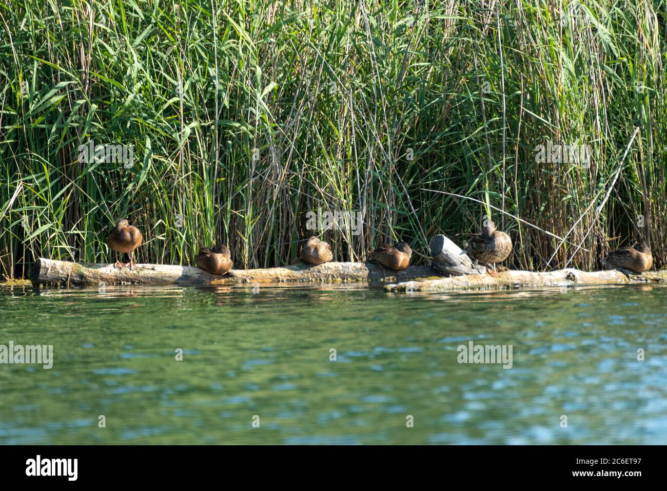 Entenfamilie auf Baumstamm auf See neben Rätsel sitzen. Sonnige Sommer Wildvögel ruhen Reinigung Federn. Aufnahmen von Wildtieren in lebendem Grün europas Stockfoto