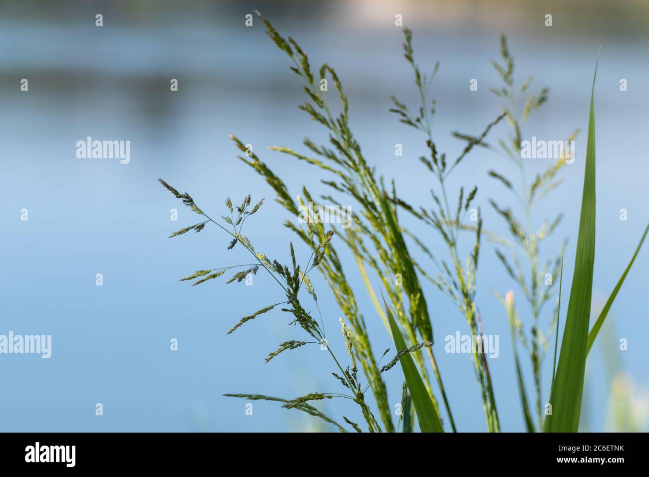 Grüne Gras Samen auf reinem ruhigen blauen Wasser verschwommen Hintergrund. Sommer Nahaufnahme am Fluss Stockfoto