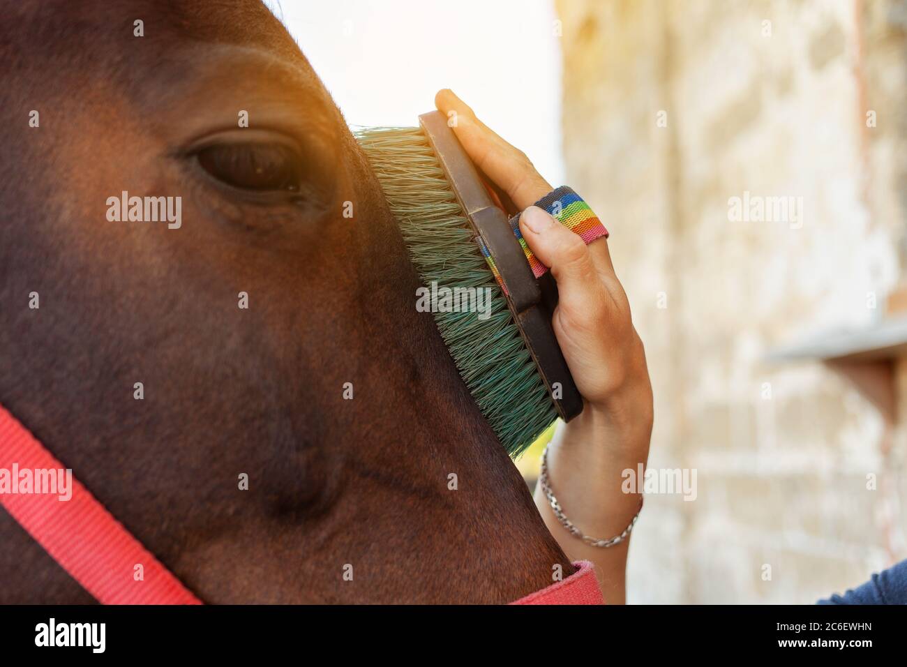 Eine Frau kämmt und putzt ein Pferd mit einem großen Pinsel. Braunes Pferd auf einem Hintergrund des blauen Himmels. Pferdepflege, Liebe für Tiere. Stockfoto