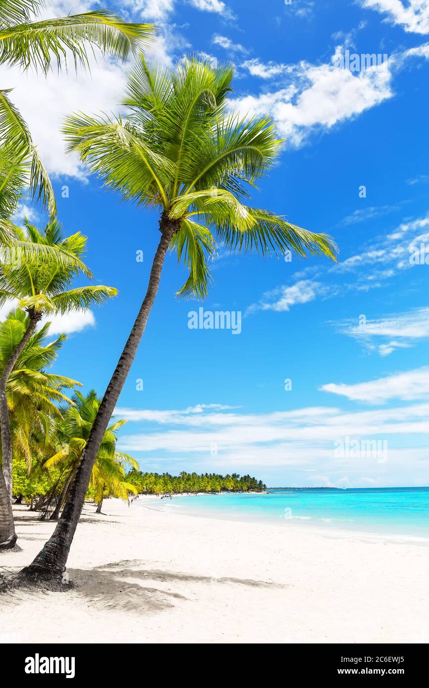 Kokospalmen am weißen Sandstrand in der Karibik, Insel Saona. Dominikanische Republik. Stockfoto