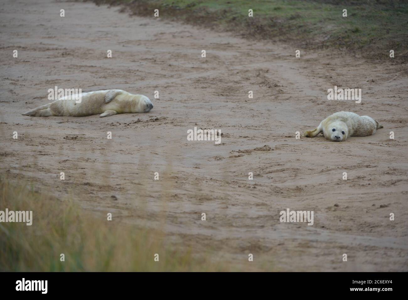 Robben und Robbenjungen bei Donna NOOK, Lincolnshire, Großbritannien Stockfoto