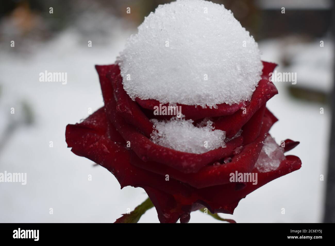 Winter-rose Stockfoto