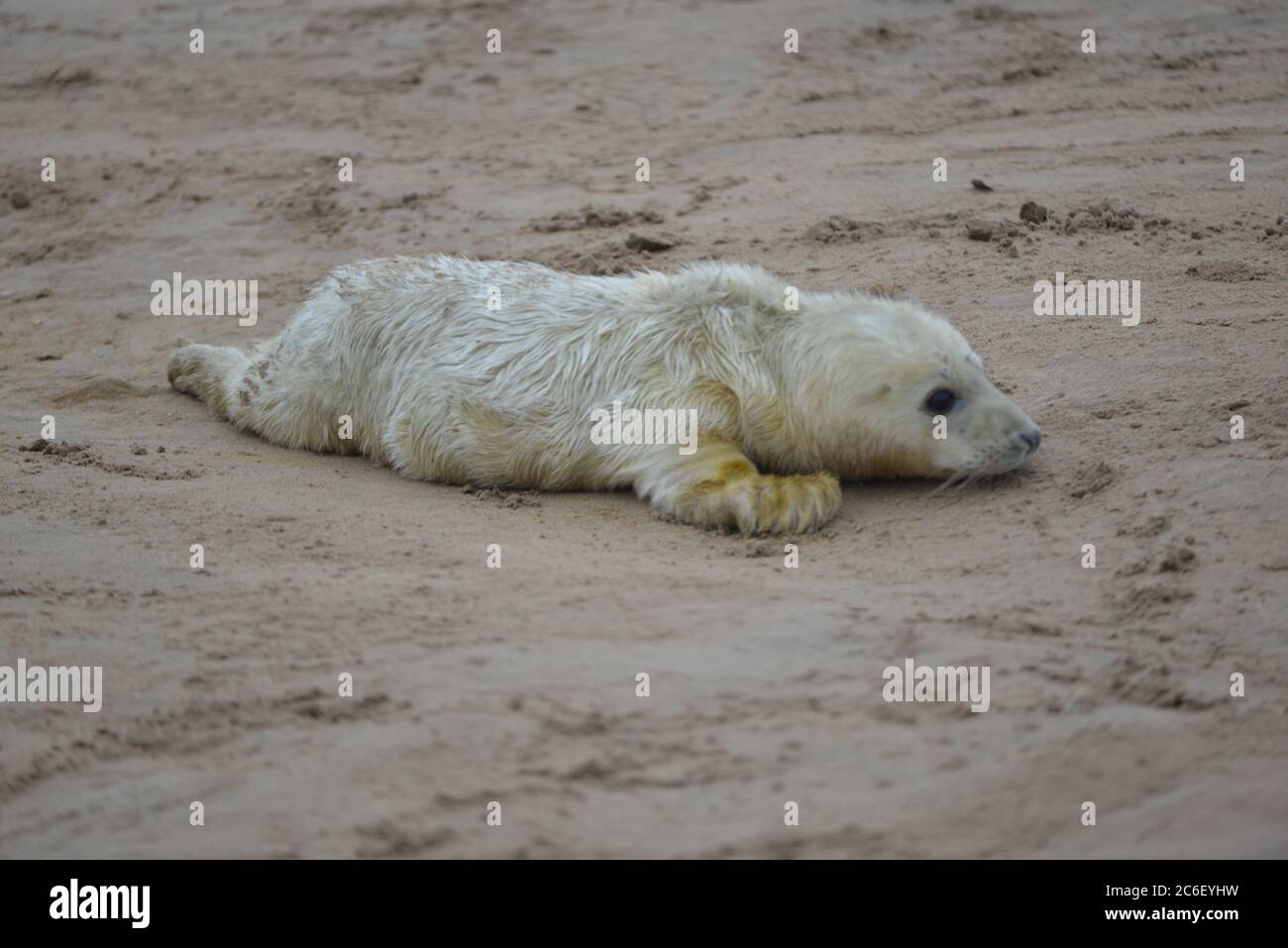 Robben und Robbenjungen bei Donna NOOK, Lincolnshire, Großbritannien Stockfoto