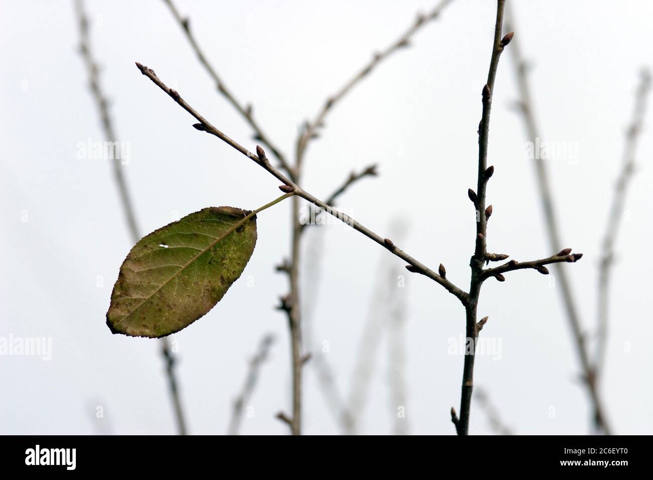 Letztes Blatt, das an einem Ast hängt. Grauer Winterhimmel. Stockfoto