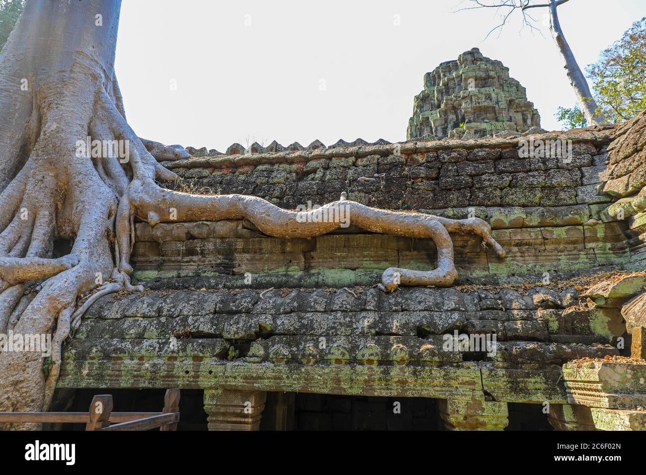 Seidenbaumbaumwolle (Ceiba pentandra) Wurzeln wachsen unter dem Mauerwerk im Ta Prohm Tempelkomplex, Siem Reap, Kambodscha, Asien Stockfoto